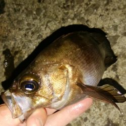 低潮位での釣行